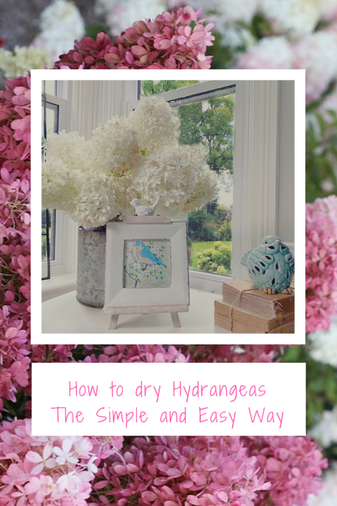 drying hydrangeas