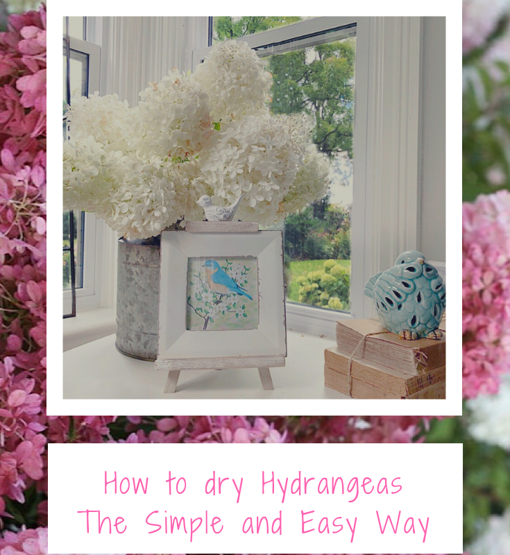 drying hydrangeas