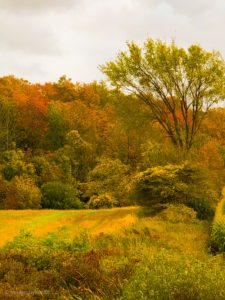 mother nature inspire fall decor