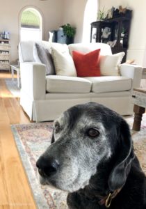 Dogs in fall decor